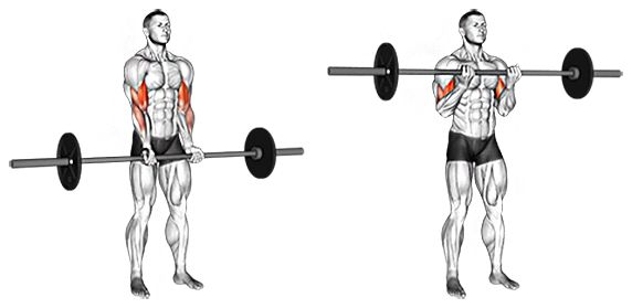 TOP 6 des exercices pour un développement puissant des biceps