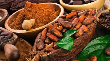 Quels sont les bienfaits pour la santé de la consommation de cacao ?  -Nutrim
