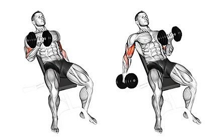 TOP 6 des exercices pour un développement puissant des biceps
