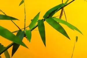 Feuilles de bambou - le cadeau vert vif de la nature