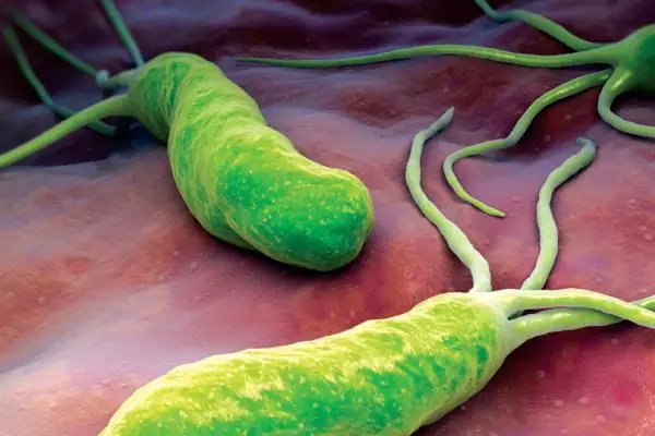 Helicobacter pylori - tout sur les bactéries insidieuses