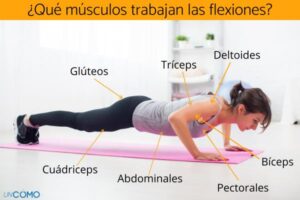 Qué músculos trabajan las flexiones