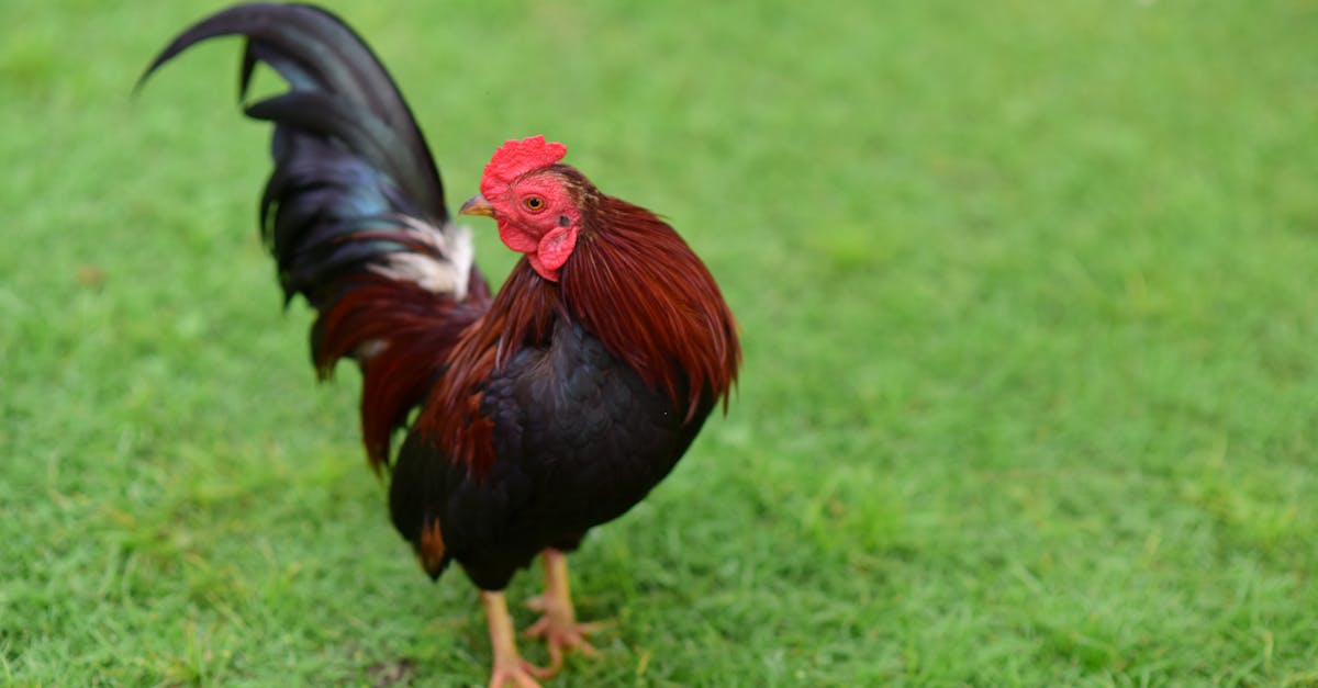 découvrez la recette traditionnelle du poulet basquaise, un plat savoureux du pays basque mêlant poulet, poivrons, tomates et épices pour un voyage culinaire authentique.