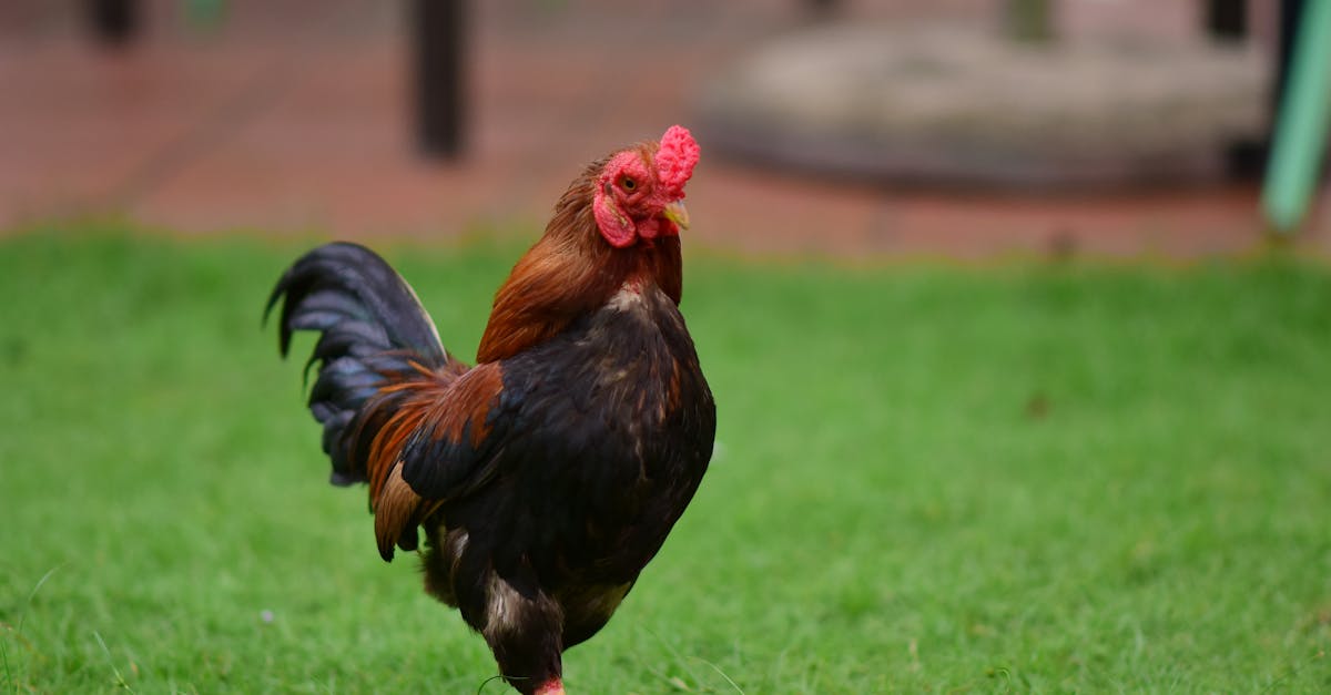 découvrez la recette du poulet basquaise : un plat traditionnel du pays basque, mijoté avec des poivrons, tomates, oignons et épices. facile à préparer, savoureux et authentique !