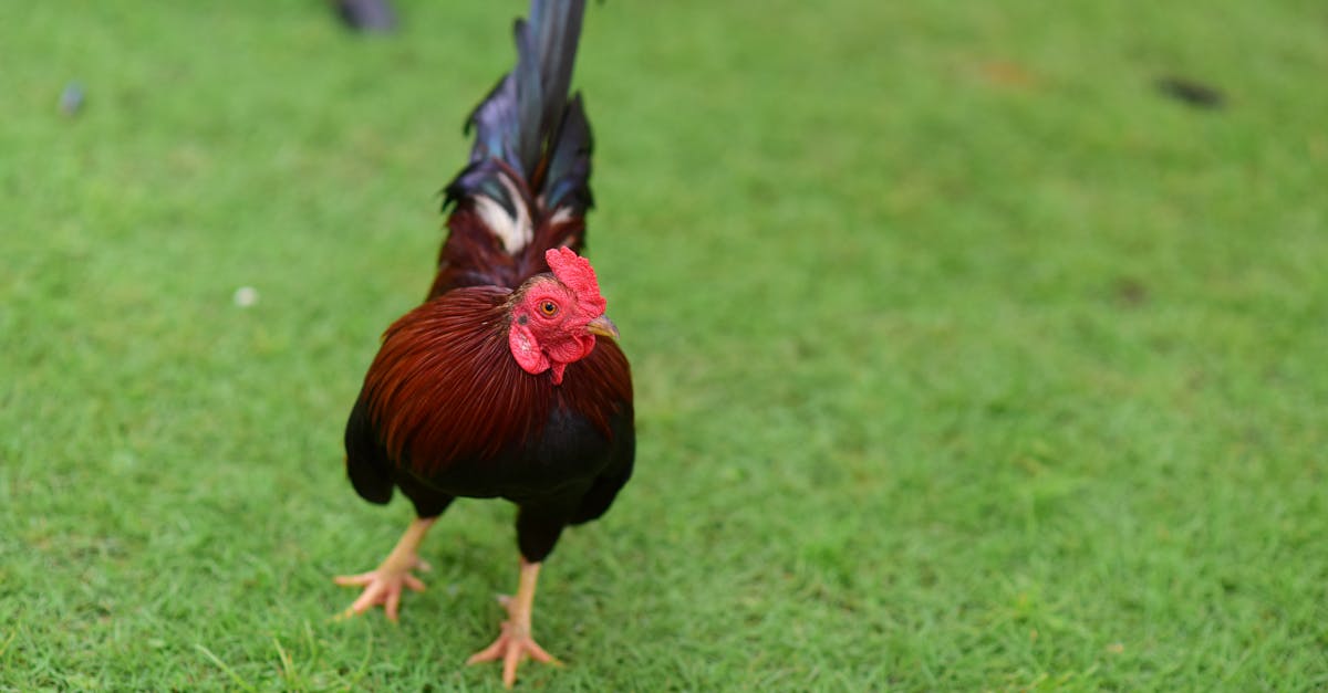 découvrez la recette traditionnelle du poulet basquaise : un plat savoureux de poulet mijoté aux poivrons, tomates et épices, typique du pays basque. facile à préparer, idéal pour un repas convivial et authentique.