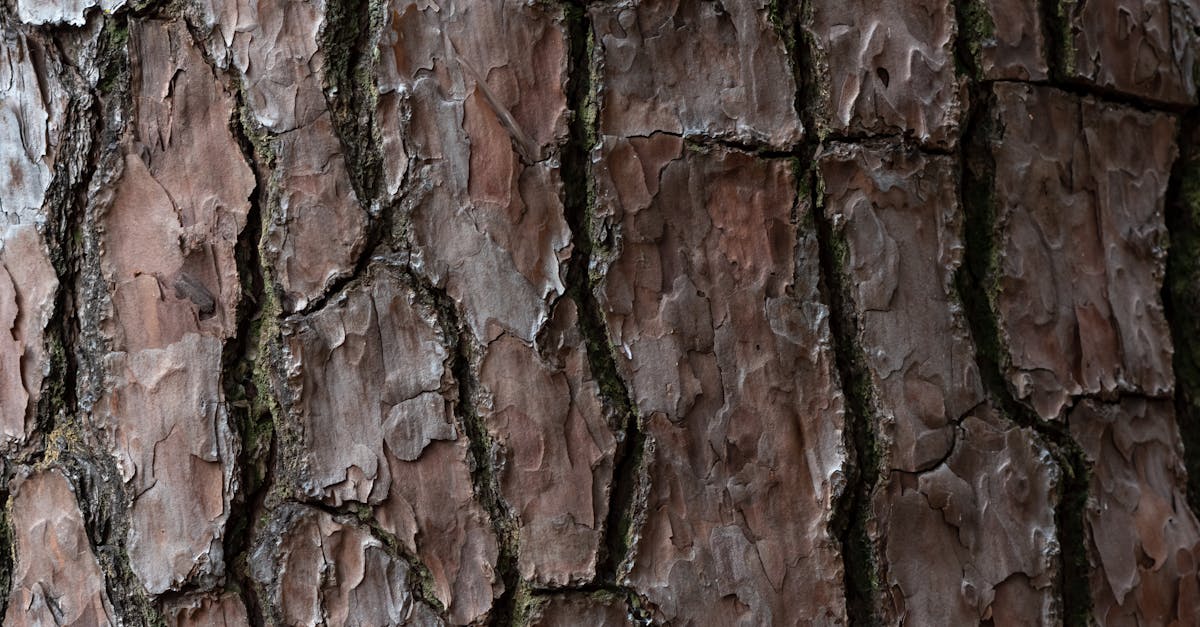 découvrez la bûche de noël au chocolat, un dessert traditionnel aussi savoureux qu'élégant. recette facile, astuces de préparation et idées de décoration pour sublimer votre table de fêtes.