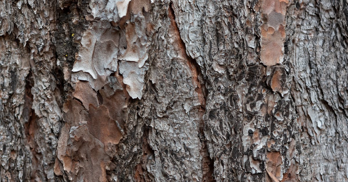 découvrez notre délicieuse recette de bûche de noël au chocolat, un dessert festif traditionnel parfait pour les fêtes de fin d'année. facile à préparer, fondant et gourmand !