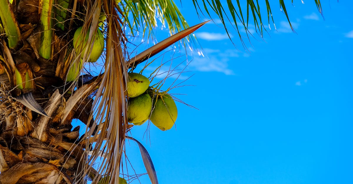 découvrez l'île maurice : un paradis tropical au cœur de l'océan indien, célèbre pour ses plages de rêve, sa culture vibrante et ses activités inoubliables. préparez votre voyage à maurice et laissez-vous séduire par sa beauté naturelle unique.